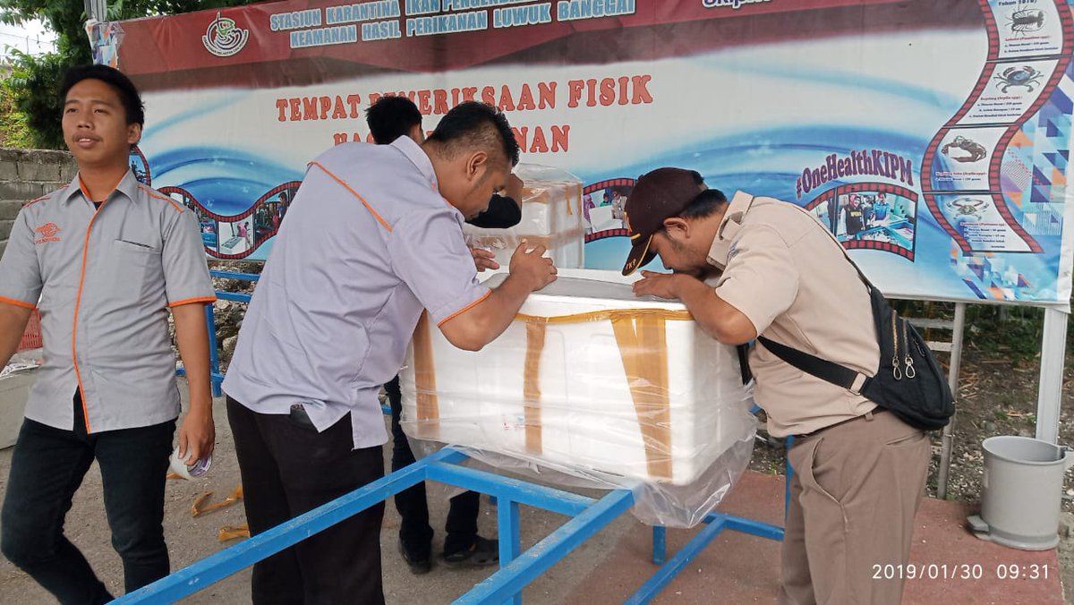 Skiluwukbanggai's tweet photo. 30/01/2019 #OneHealthKIPM Kegiatan pemeriksaan kebenaran jenis,isi dan jumlah pengiriman domestik keluar di TPF mp.kerapu  hidup  19 koli milik ud.Riski Samudra jaya  tujuan Jakarta via sriwijaya
@HumasBKIPM
@rinajanwar2201
@darwis_skipmlb
@l3o_Ramagusta
@medya1978 https://t.co/z4HZnoaU11