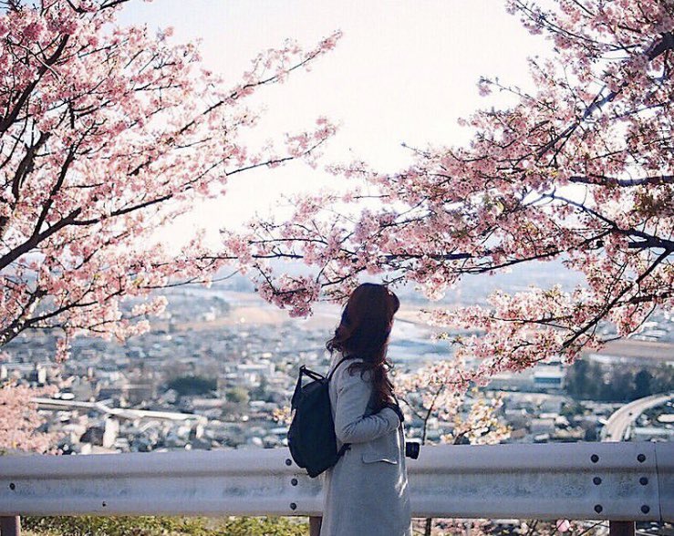 tabiko_'s tweet photo. Located in the Izu Peninsula, Kawazu is a popular destination near Tokyo. There are around 8,000 sakura trees that lines the roads. The sakura in this region are called “Kawazu-zakura” and start to bloom from February🌸#tabiko
https://t.co/kfJ8fY3p3g https://t.co/p2lw5uKBPH