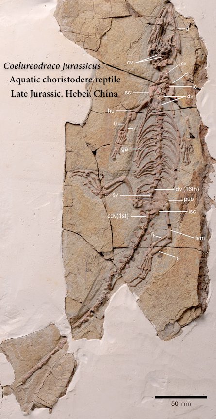 PastTimePaleo's tweet photo. On #FossilFriday, we celebrate the unsung heroes of the reptile world: the choristoderes! From the Triassic to the mid-Cenozoic, these rare aquatic critters prowled the waterways of the northern continents. COERULEODRACO JURASSICUS is a new species from Jurassic China! https://t.co/Gwog4A3LOd