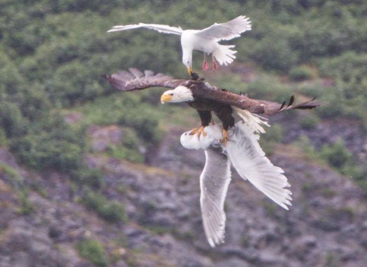 BirdBarrier's tweet photo. Just because we defend your stuff from seagulls doesn't mean we can't, every so often, get on their side.

Look at this battle royale. The gift of nature showing the not-so-distant actions of what we often see as separate.

Source: Reddit
https://t.co/62FNByhuuJ https://t.co/z5zvGcgm2s