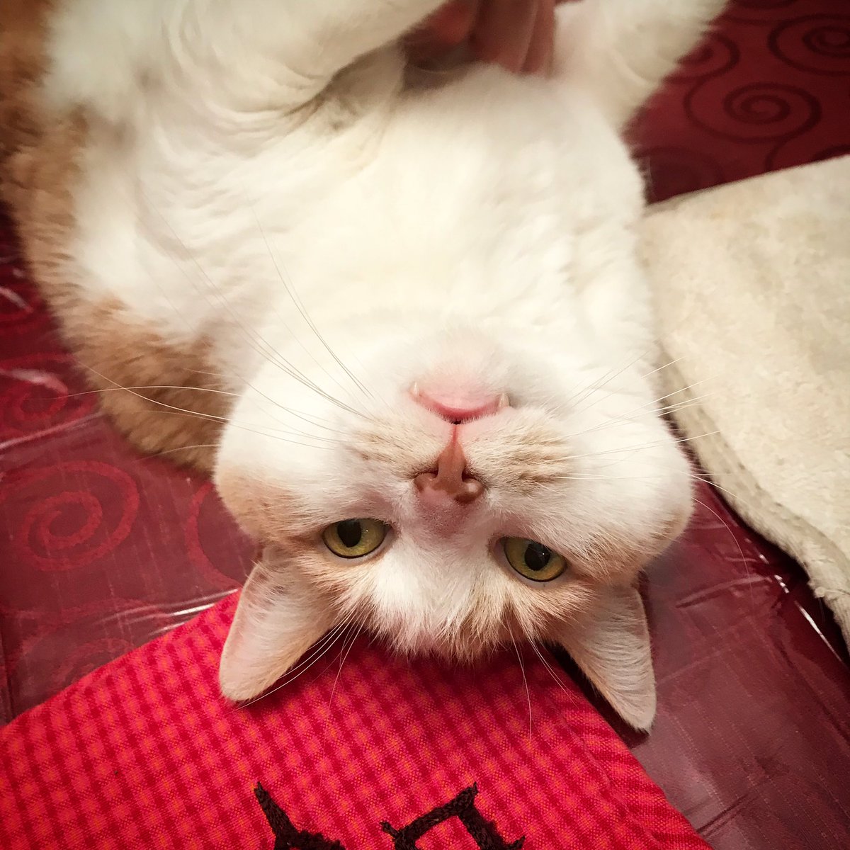 DebbieMaz's tweet photo. Upside down on the dinner table?  Yeah, we got that ... #RockStarCatCornell #CatsOfTwitter #ThankGodItsAlmostCaturday #ThoseTeethTho #Fangs #cats https://t.co/4ZSrNyLeAa