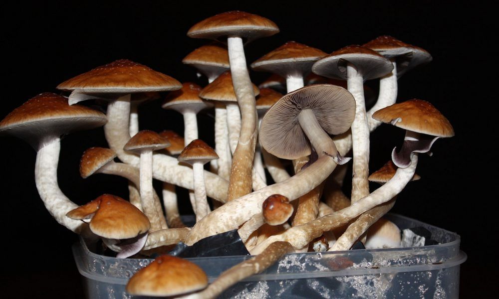 Measure To Decriminalize Psilocybin Mushrooms Qualifies For Denver’s May Ballot - buff.ly/2HLtsZU <a href="/kylejaeger/">Kyle Jaeger</a>