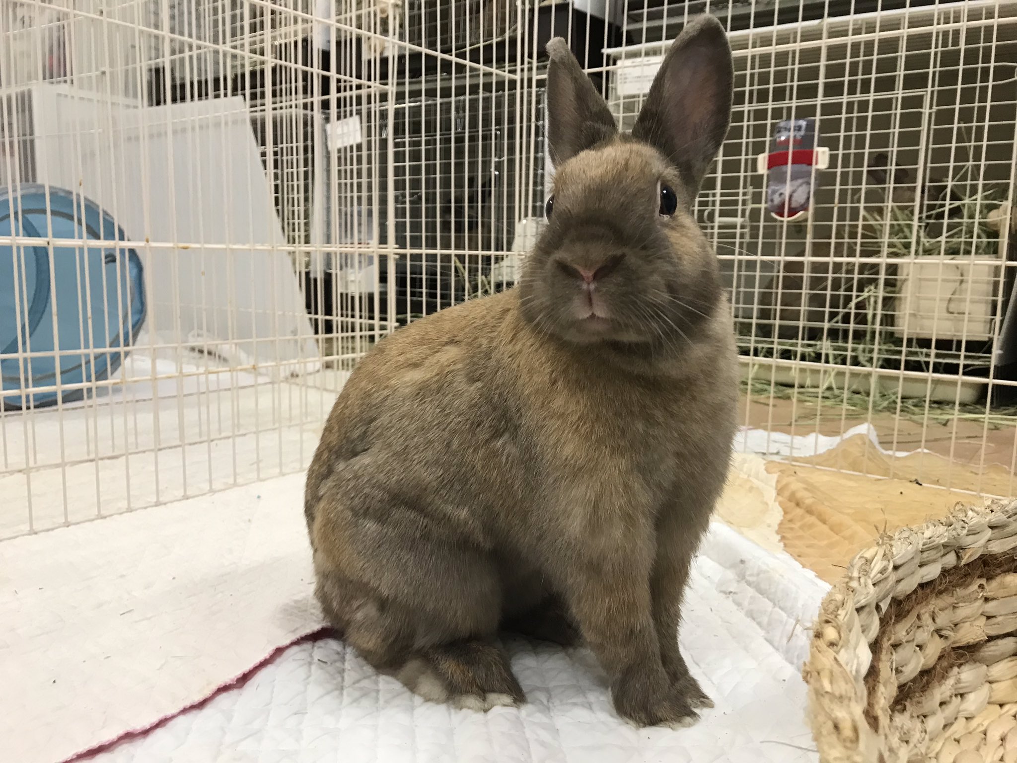 Save The Rabbits 今日は天気が良い大阪です うさぎ部屋の室内温度は約 です 本日もよろしくお願いします うさぎのマーニャ 2月10日うさぎの譲渡会 大阪市平野区 大阪メトロ平野駅 詳細はブログをご覧下さい T Co B9qw6klpej Twitter