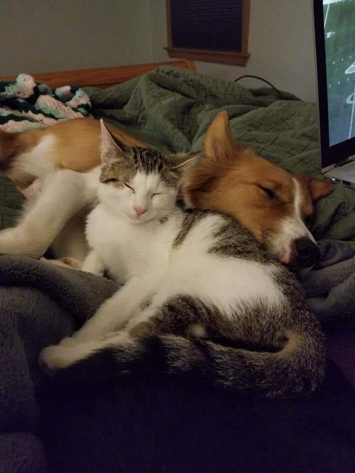 drkarenbecker's tweet photo. These furry pals prove that cats and dogs (and even goats!) can definitely be best friends. ❤️ #FanPicsFriday https://t.co/v5vfW3aOeb