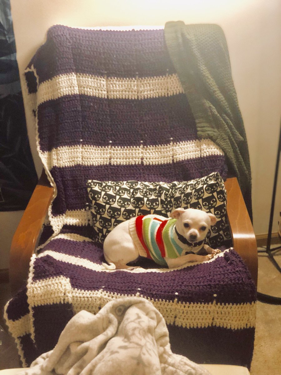 stinnkerbell's tweet photo. #dare2chair @michaelstrahan @sarahaines Lady Livvie loves her kitty pillow and blankets! https://t.co/3pKMBWFYqa