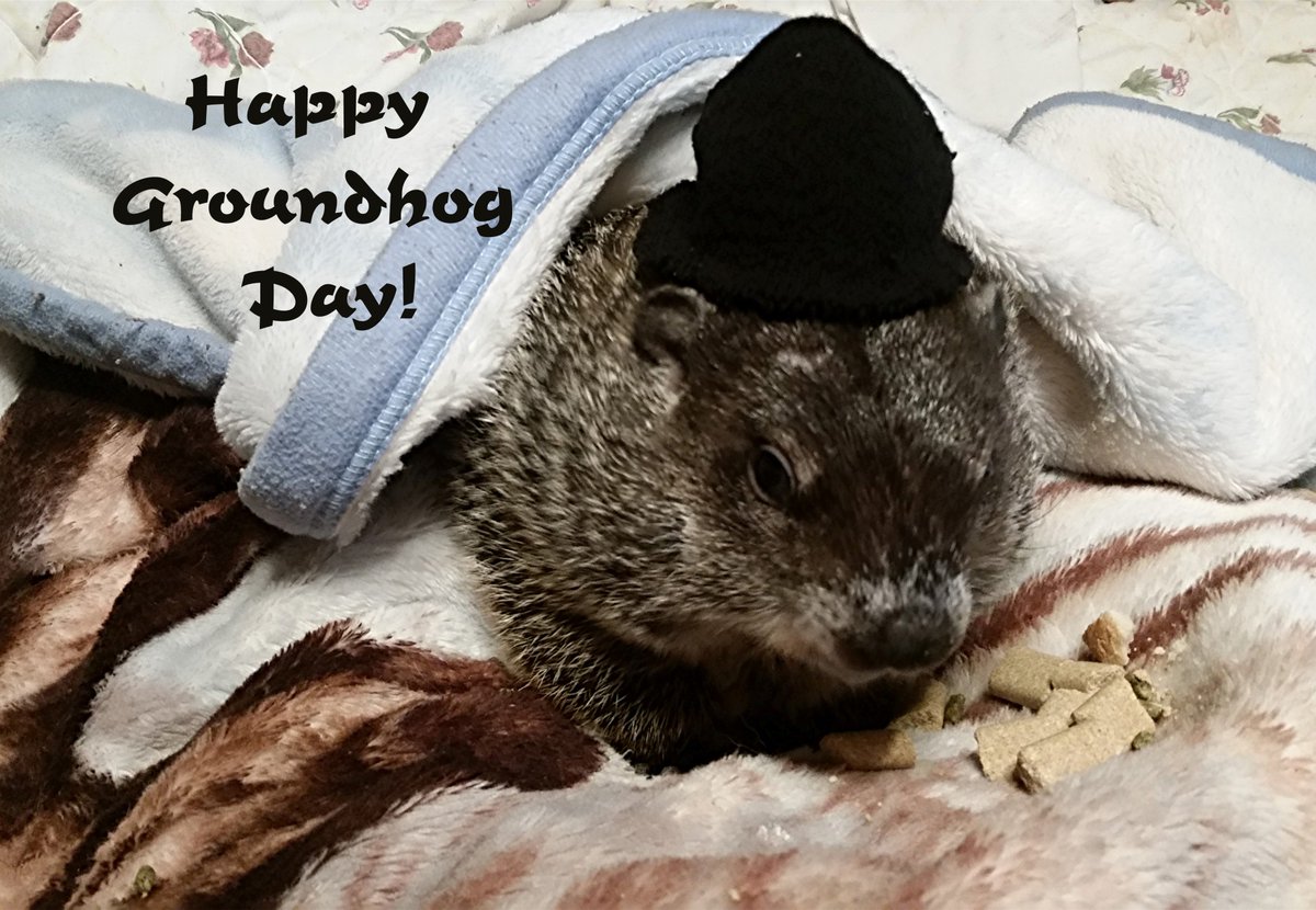 mil_scott's tweet photo. @JaniceHuff4ny  Although every day is Groundhog Day in our house, Moses wants to wish you and your viewers all the best as you celebrate HIM (and maybe that fellow named Phil...) https://t.co/bOOSmkFt50