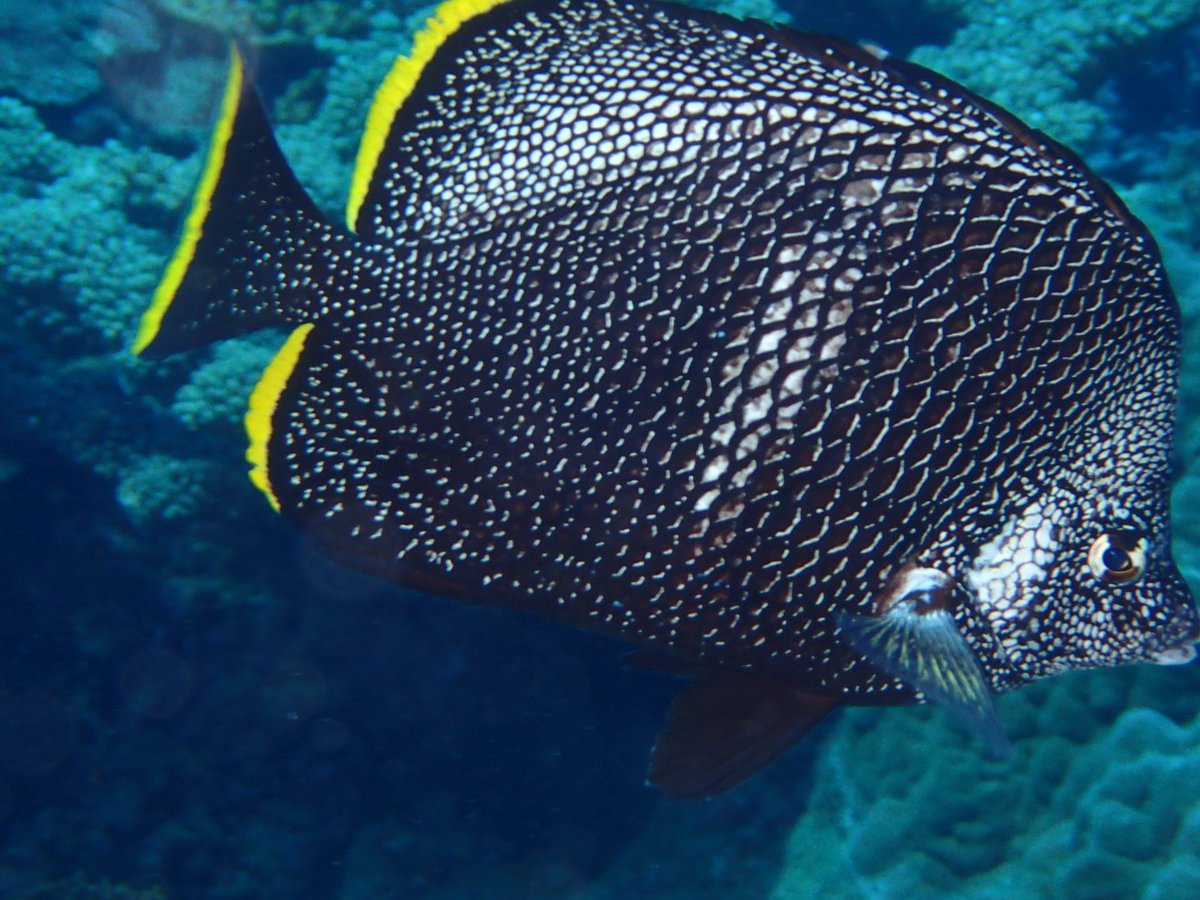 もどき 国魚てユウゼン一択な気がする 名前もぴったりやん