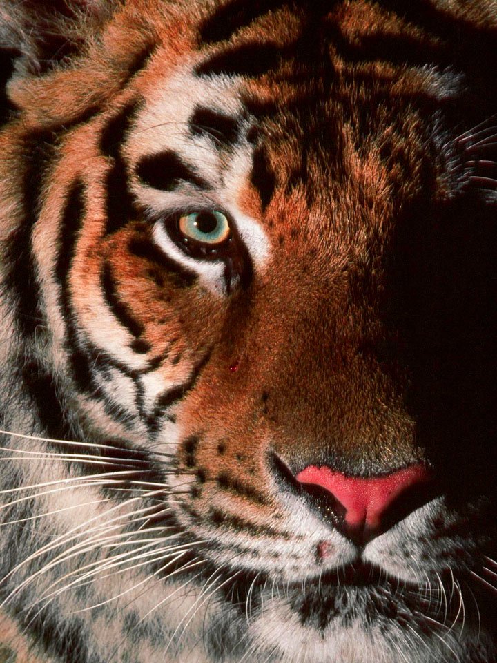 "It is better to be a tiger for one day 
than a sheep for a thousand years."
―Tibetan Maxim #TheChampionsMind 🏆
