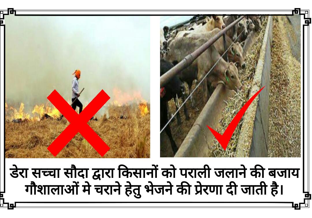 BalwanInsa3's tweet photo. #StopFodderBurningSaysStMSG
@Gurmeetramrahim
@_derasachasauda https://t.co/BNyGo4F4JF