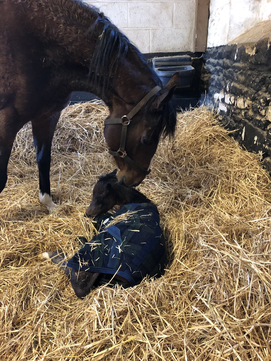 And so it begins, the 2019 foaling season is now off and running, as we welcomed a first foal out of Lady McGuffy in the early hours of this morning. This lovely Twilight Son filly was quick to her feet and quick to suckle! Lady McGuffy is being a star Mum! #FoalingSeason