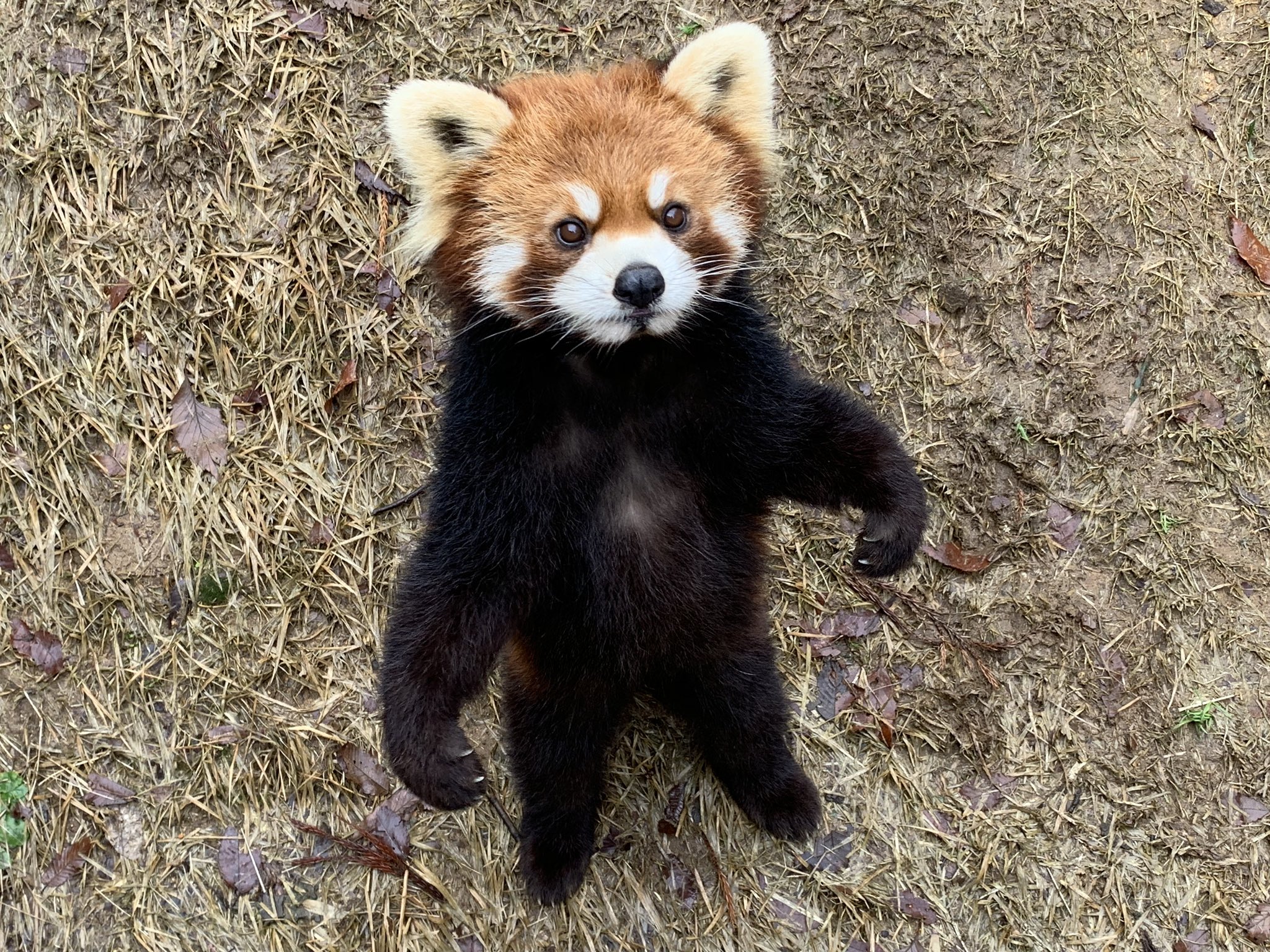 レッサーパンダ（立ちポーズ❣️） 【公式通販】