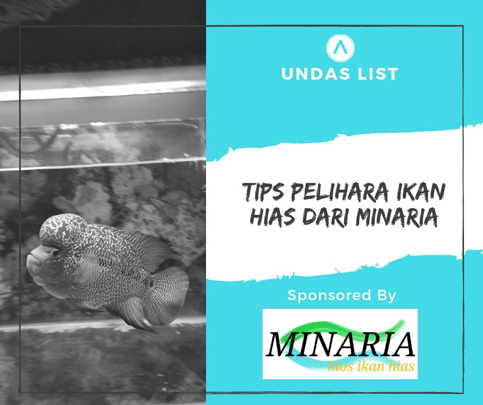 Tips Pelihara Ikan Hias Dari Minaria undas.co/2019/02/tips-p…