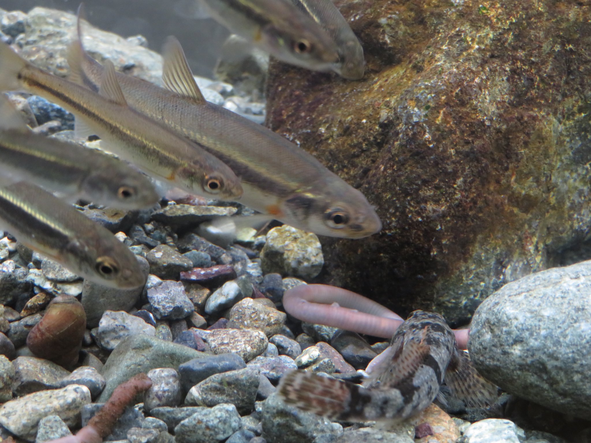 My図鑑 図鑑作成アプリの人 ハヤに食べられるミミズ My図鑑 魚図鑑 魚 サカナ 魚類 海 川 釣り 魚釣り フィッシング 川釣り 海釣り 一眼レフ ミラーレス コンデジ カメラ 写真 図鑑 ハヤ ウグイ ミミズ T Co Sk1mkue3cj