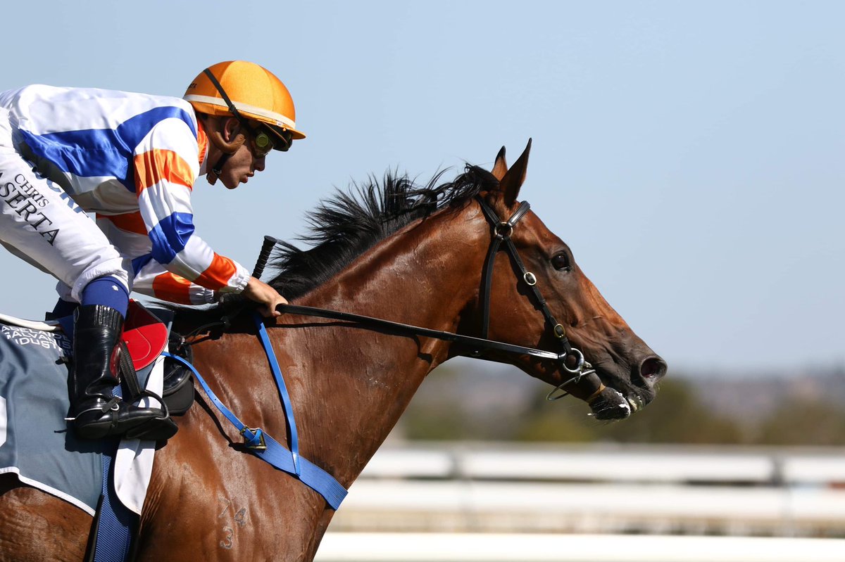 mcevoymitchell's tweet image. LYNCH MOB #LastToFirst again at Morphettville 👌
Confident &amp;amp; patient ride Chris Caserta.
Tony noted post race that he is from the family of Fields Of Omagh... #coxplatedreaming #slightlyambitious