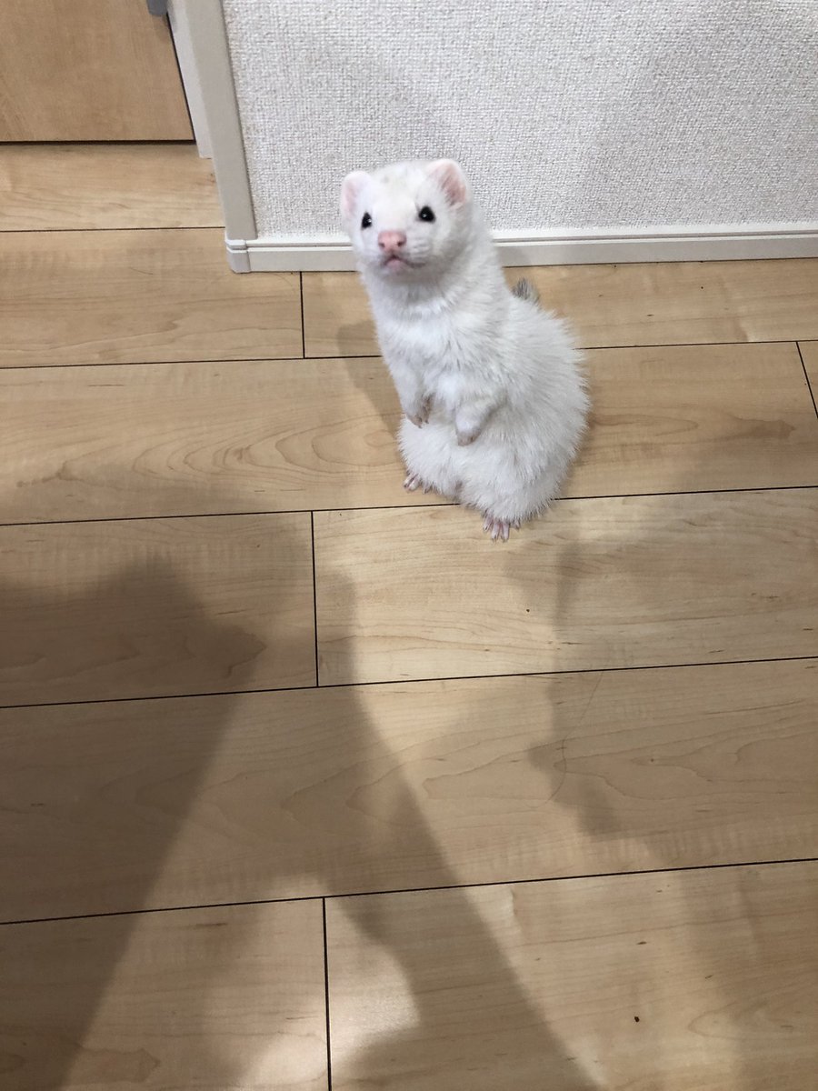 tomato7thirty's tweet photo. もふもふ爆弾がなかまになりたそうにこちらをみている https://t.co/D8OGGAkH7j