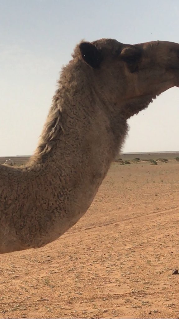 السلام عليكم 

الناقه الشعلا غفال ماعليها وسم 
لها عشر ايام عندي 
عند مزارع وزير الداخليه والسياري في شمال الجله 

٠٥٥٠٩٠٣٢٠٠
