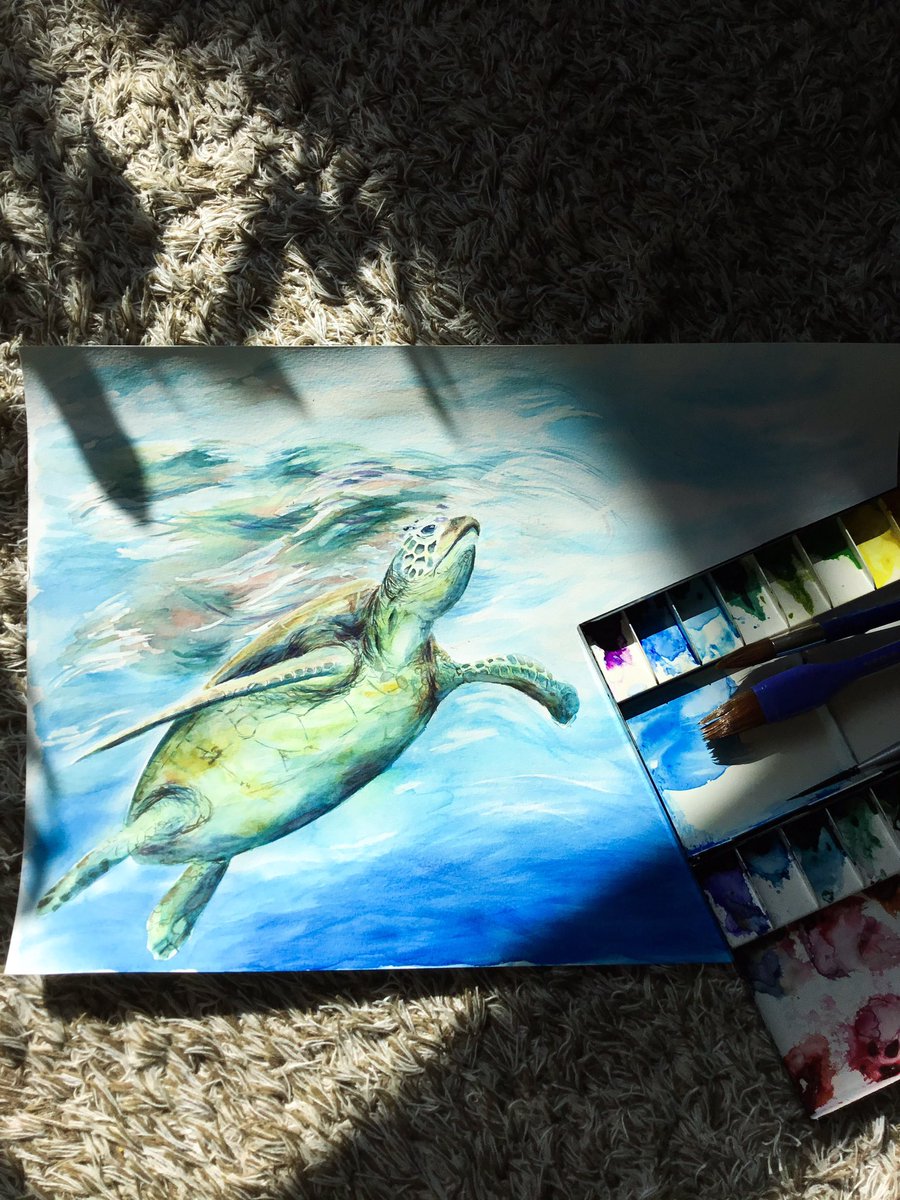 ট ইট র 歩海 フォトグラファー アオウミガメ描いた W ウミガメ 水彩画 生き物絵