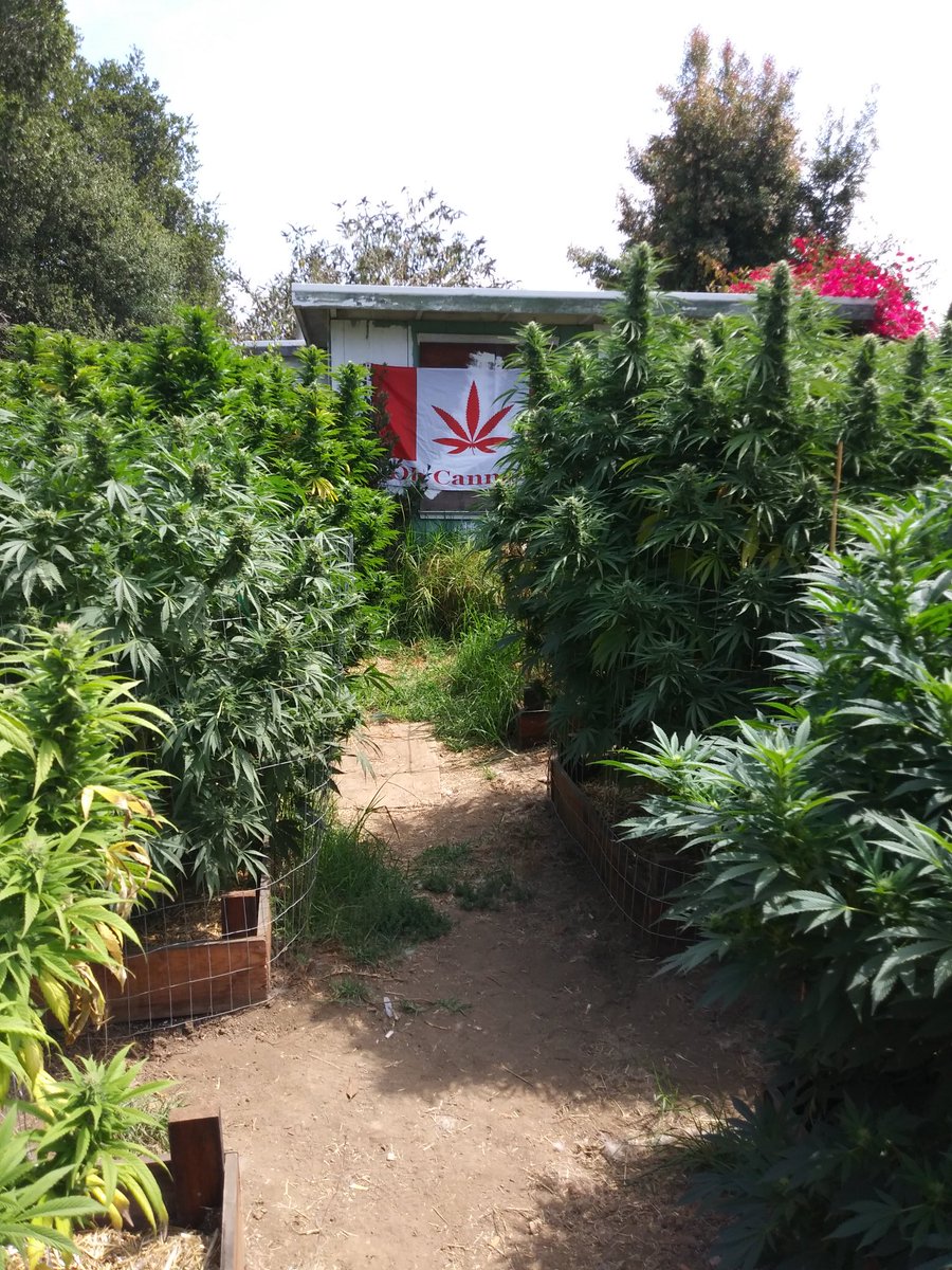 Justin B. Marshall - iAmCannabis 🎶 tweet media