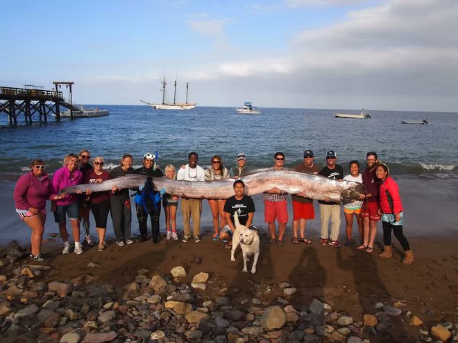 Oarfish