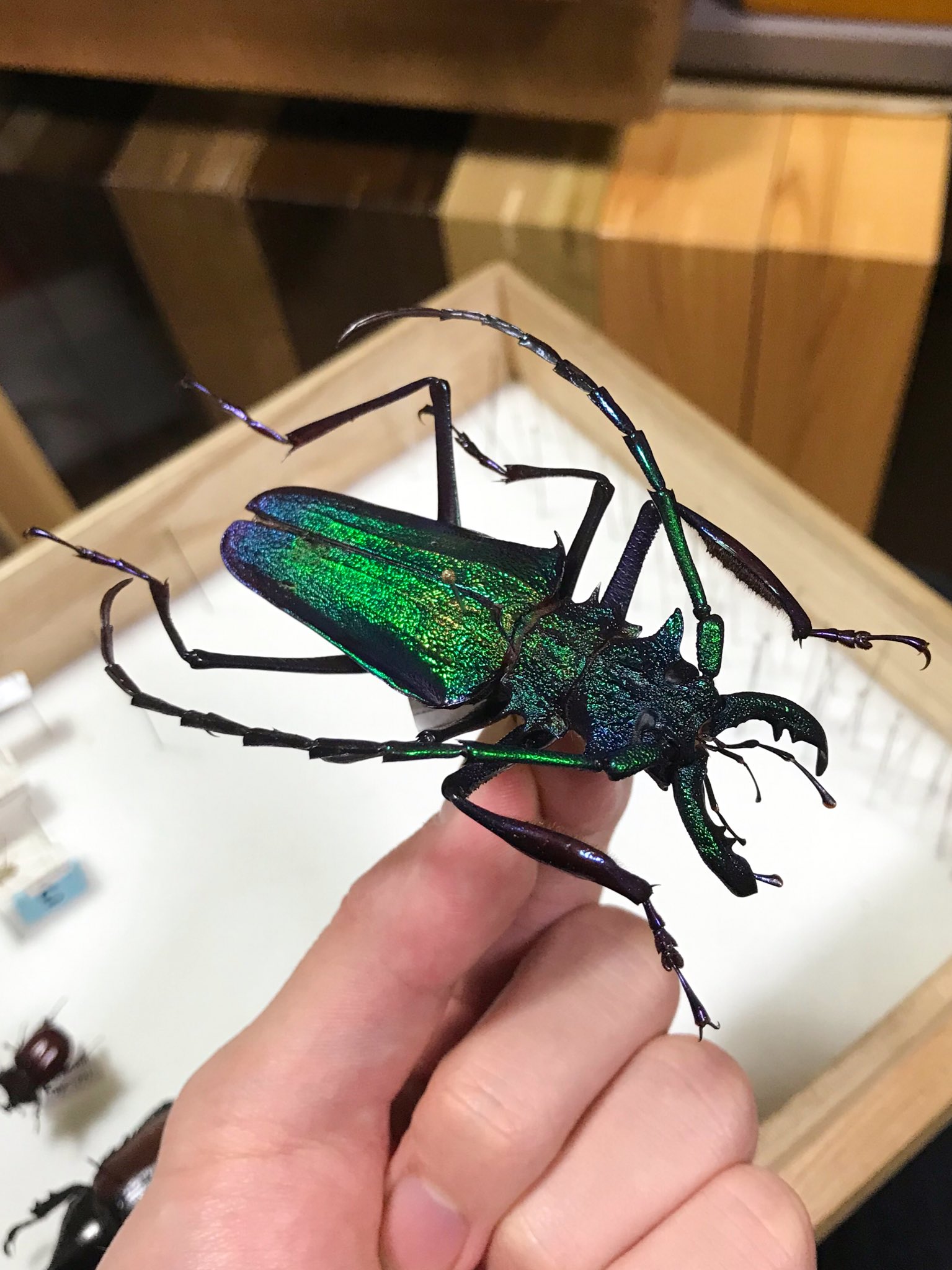 特大コロンビア産オニノコギリカミキリ 79mm 昆虫標本 昆虫用品