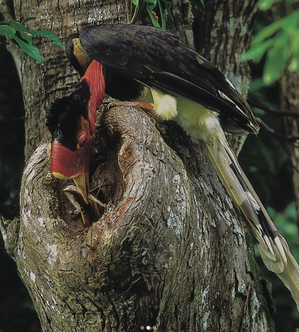 Guru charan kumar on Twitter: "A Rara Photo : A critically endangered Helmeted  Hornbill male perched at his nest opening in Thailand. He flies here many  times a day to supply food