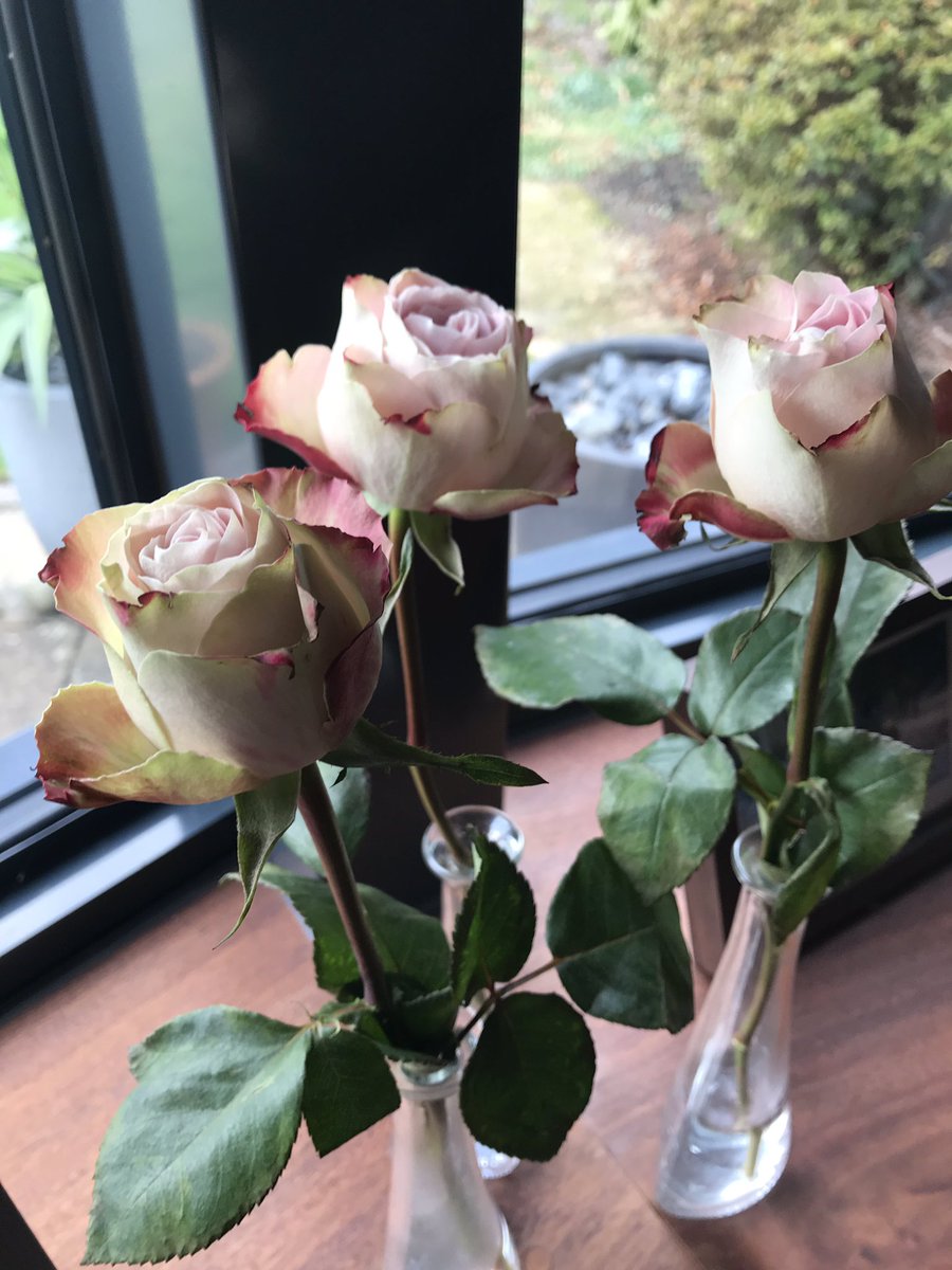1 week on and my birthday roses  from <a href="/FleursHorsham/">Fleurs in Horsham</a> are still absolutely stunning 💕👍🏻