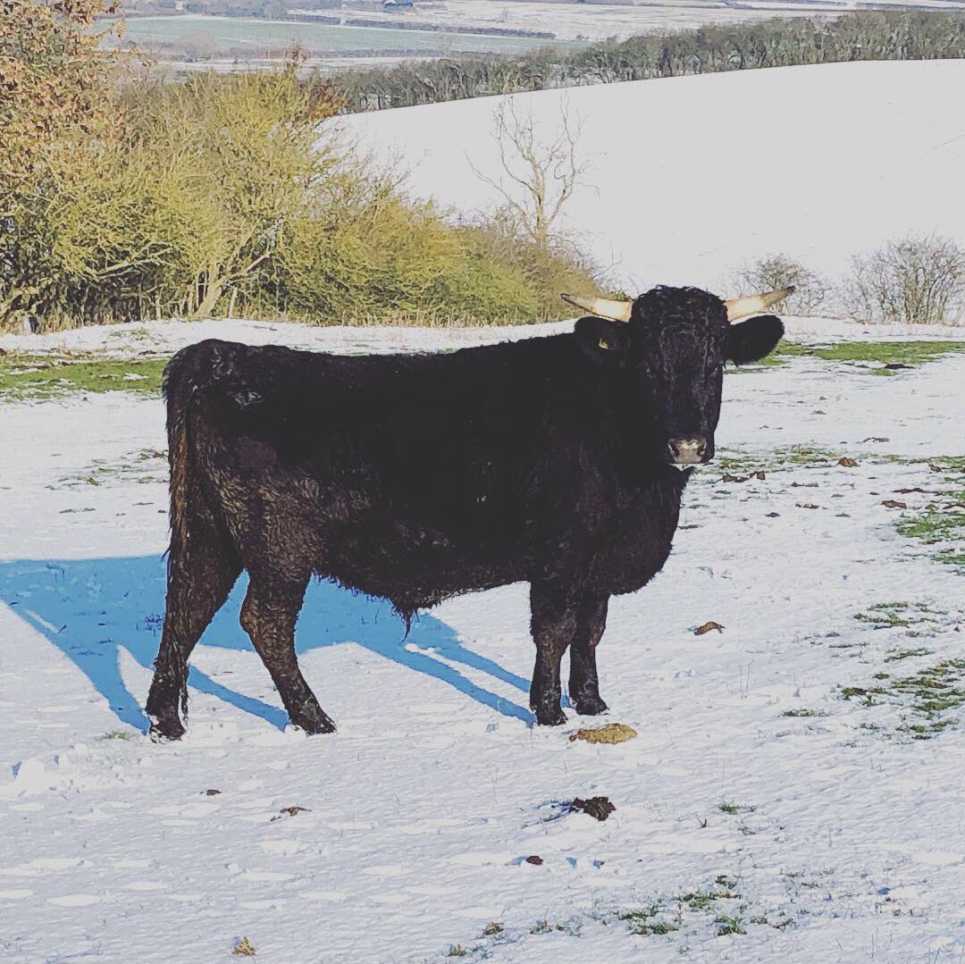 Ovingdexterbeef's tweet photo. The steers and heifers are doing well in the snow and calving is going well, and the kids even got to watch a calf being born this morning!! #localbeef #grassreared #farmkids #dexterbeef https://t.co/OULCFtt5iY
