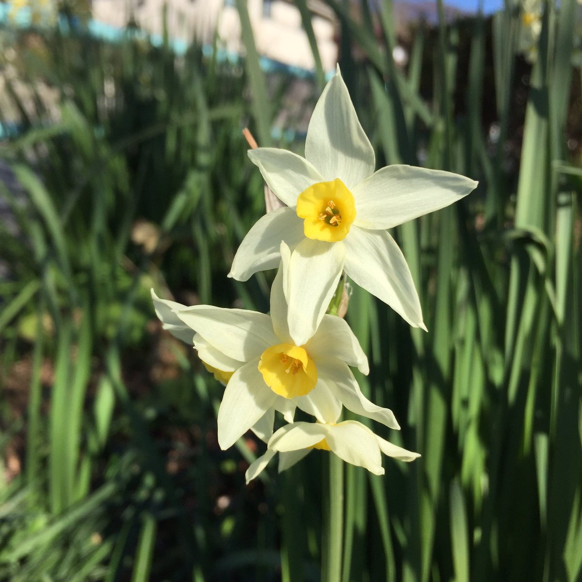 Masashi フサザキスイセン Narcissus Tazetta スイセン 水仙 フサザキスイセン 房咲き水仙 花 白い花 冬の花 冬 晴れ 日差し 黄色い花 Narcissus Flower Whiteflower Winterflower Winter Sunny Sunshine Blume Weisseblume