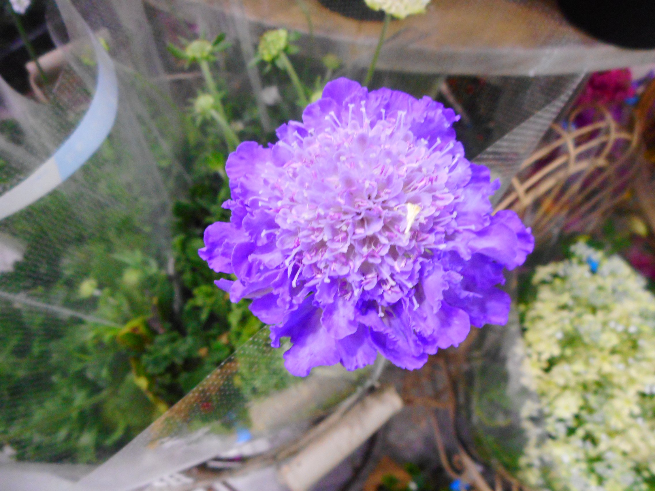 Luxuria 花騎士には実装されていないですけど 花言葉が凄まじいことで有名な花スカビオサ 2枚目に花言葉を掲載しますが 本当に悲し過ぎる T Co Faylfote4b Twitter