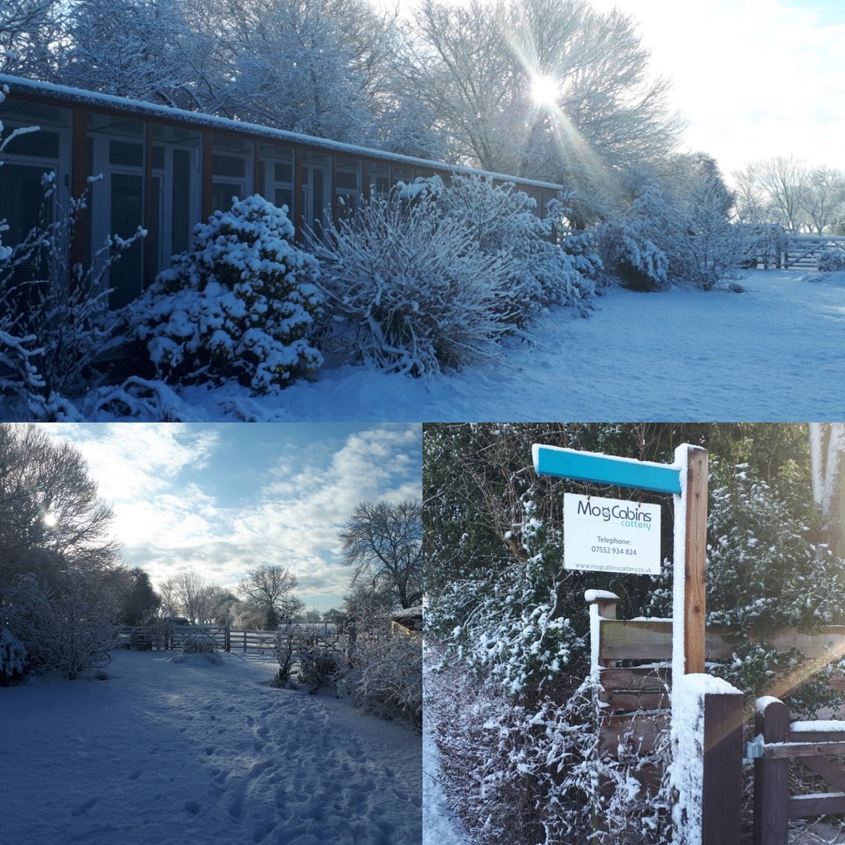 Beautiful snowy day #cattery #Northallerton #snowuk