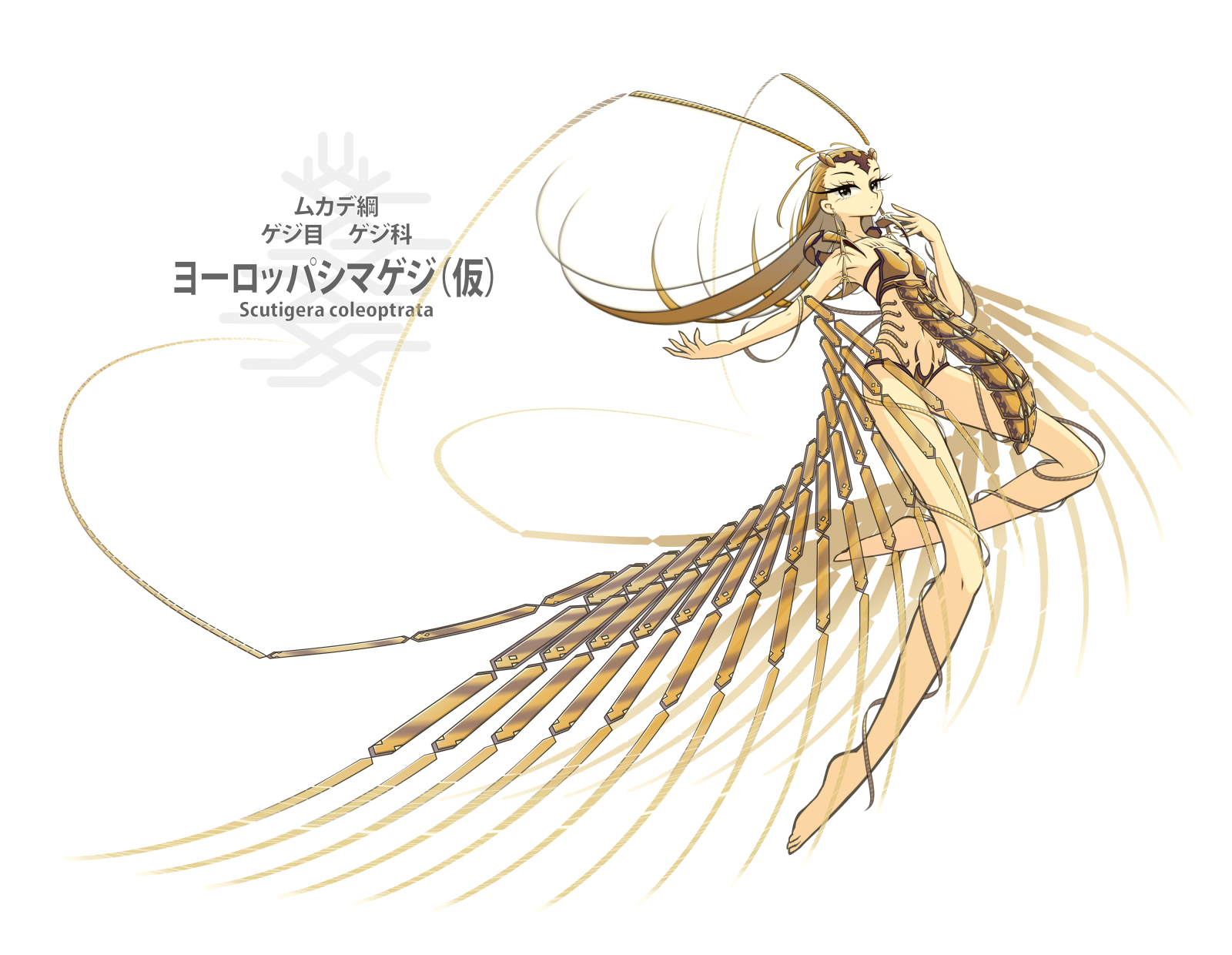 Jun ゲジ Arthrogirls こうした別の名と呼ばれるほど独特な容姿をもち 4億年以上に存続した原始的なムカデの一群 十数対の細長い脚を投げ縄の様に獲物の手足を纏い 羽虫も捕え 複数の餌を持ちながらも平然と走り 力と毒に拘る普通のムカデとは異なっ
