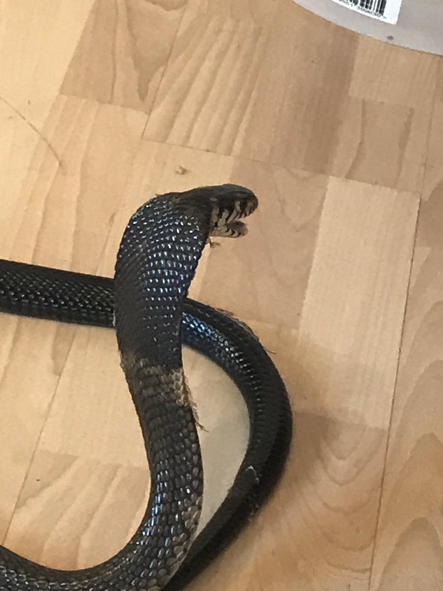 Partyanimalteam's tweet photo. This what we do for fun #snake #Cobra #Venom https://t.co/gPgCIOFV43