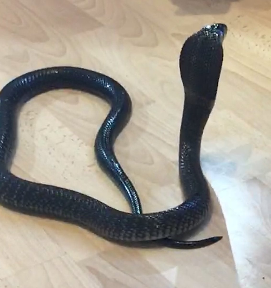 Partyanimalteam's tweet photo. This what we do for fun #snake #Cobra #Venom https://t.co/gPgCIOFV43