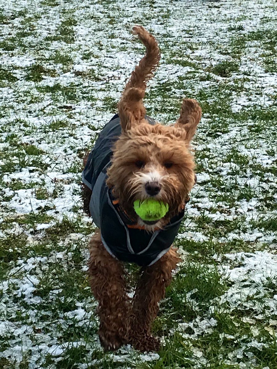 parker_chops's tweet photo. Snow!!! Love it!! 🤪🐾 #cockapoo #cockapoolife #cutedogs #puppylove #lovecockapoo #happy #dogsoftwitter #dogsofinstagram @FluffSociety #lovemydog #doglovers @SauntonBreak @SauntonVillas #snow2019 https://t.co/DesymRlrvw