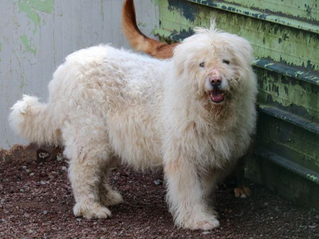 fattoriaditobia's tweet image. 🔝1° Canile in APP #OTTONE #share ! 9 anni, questo è il look invernale O.o Taglia grande.

🐾info, foto
🌐 lafattoriaditobia.com
Canile Rifugio con Funzione Pubblica (Legge 281/91) – Certificazione ISO9001 – Rm