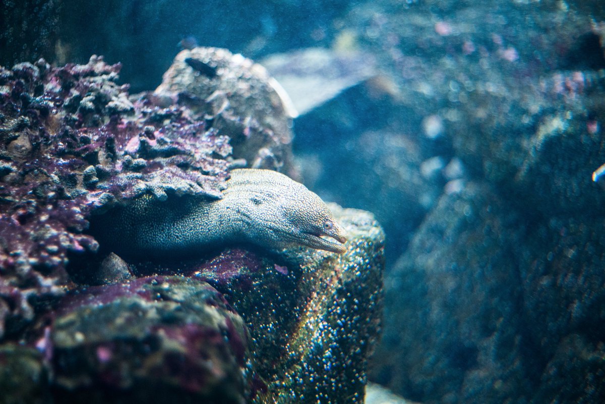 キク チームぼっち大阪 海の生き物 ウツボかわいい 京都大学白浜水族館 オールドレンズ