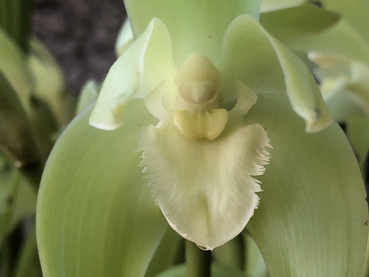 MichaelBenedito's tweet photo. Ida lanipes, now known as Sudamerlycaste ciliata, endemic to the Andean Cordillera. The night scented flowers have neutral phototropism (they face random directions) and have nectaries right behind their lips. I wonder what kind of animal pollinated this species. Any thoughts? https://t.co/AlL6JJLyFQ