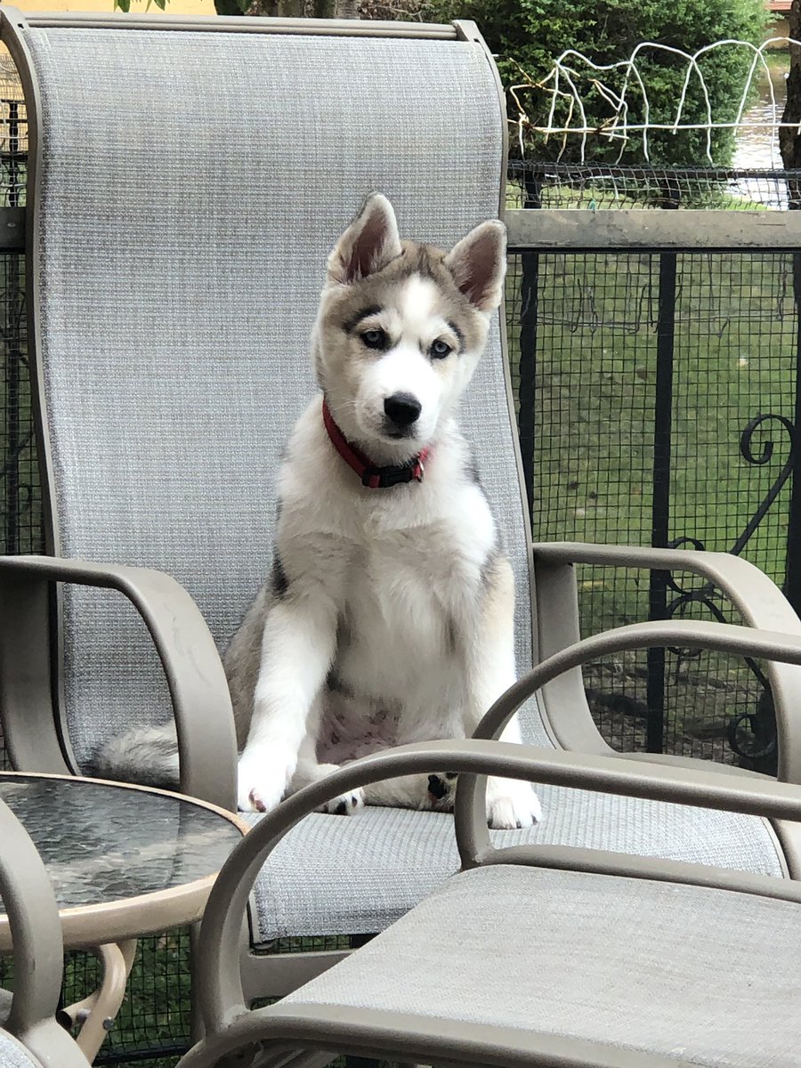JazfJose's tweet photo. @kengizabala 🐾🐾🐾 bello mi kengi 🐕🐕🐕 #siverianhusky #siverianpuppy #bello https://t.co/2IjUijl1Xf