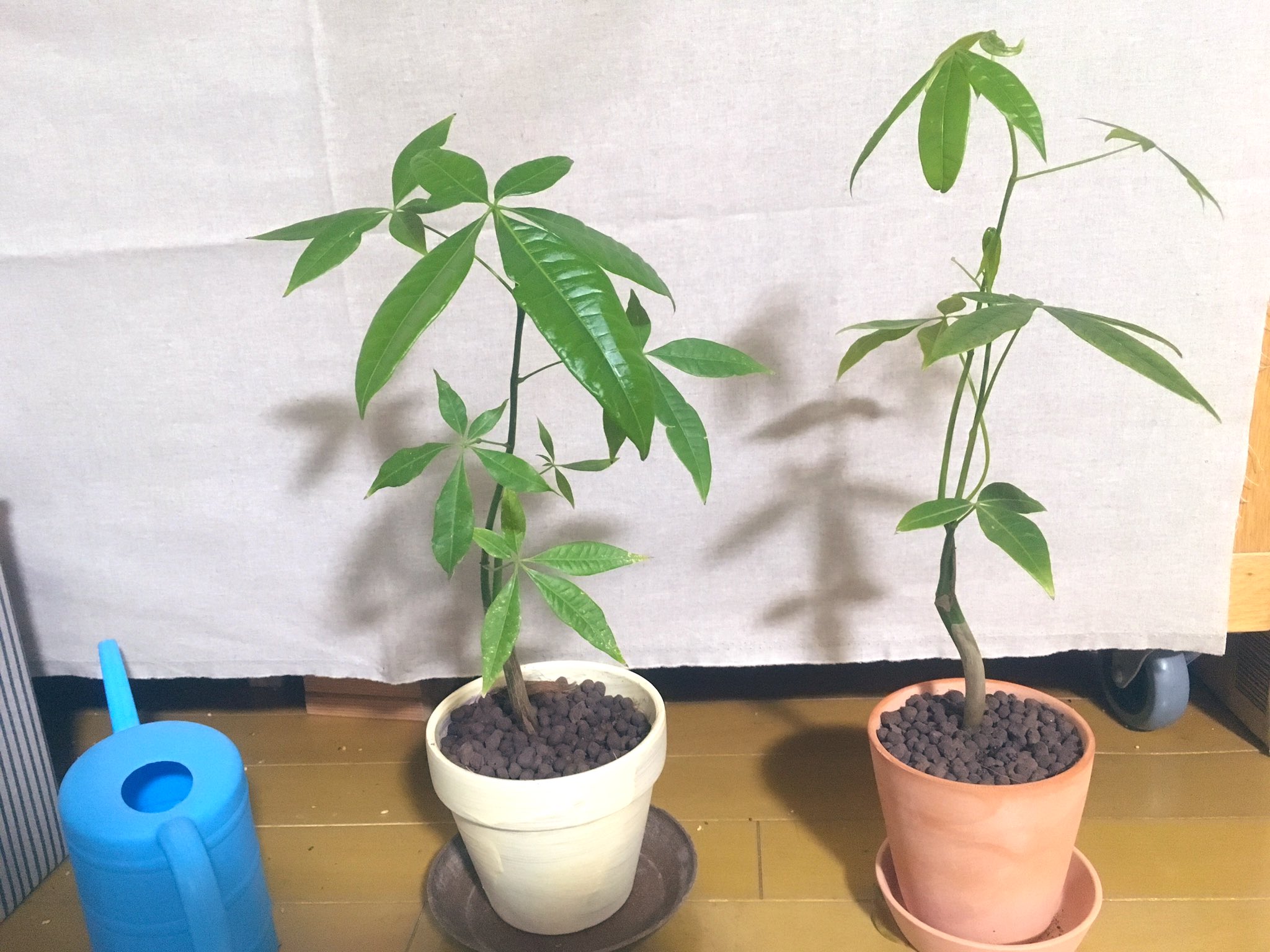 ダイソーの観葉植物 Twitter Search Twitter