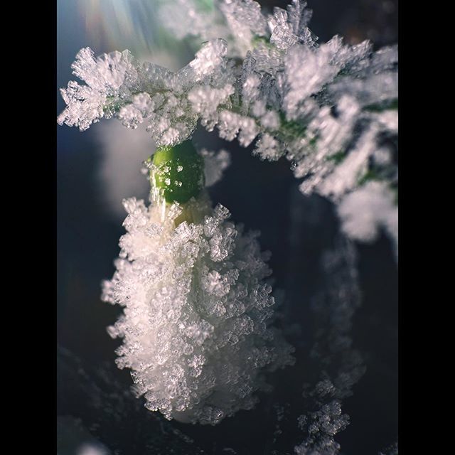 #Frozen giant #snowdrops #Galanthus #plicatus ‘Colossus’ #rbgedinburgh #thebotanics #royal #botanic #garden #edinburgh #scotland #glasshouse #edinburgh_snapshots #edinburgh_highlights #edinburghspotlight #edinburghwalks #edinburghgardens #visitscotland #… bit.ly/2WBOFc1