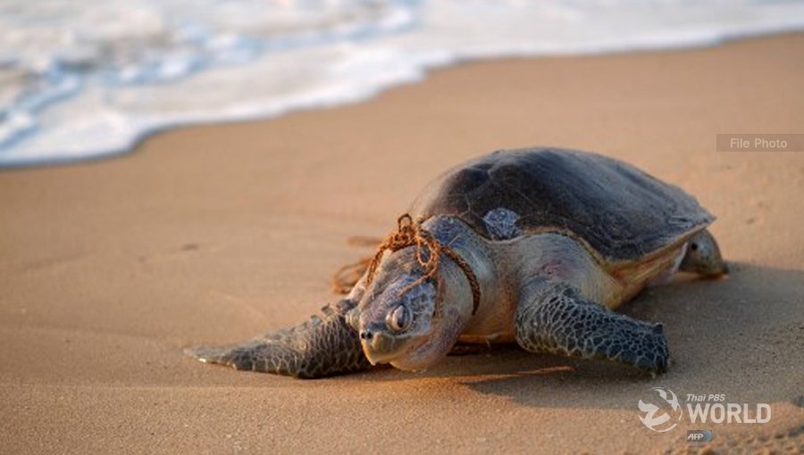 Черепаха лежу. Черепашки на берегу. Оливковая морская черепаха. Морская черепаха на пляже. Черепаха на берегу.