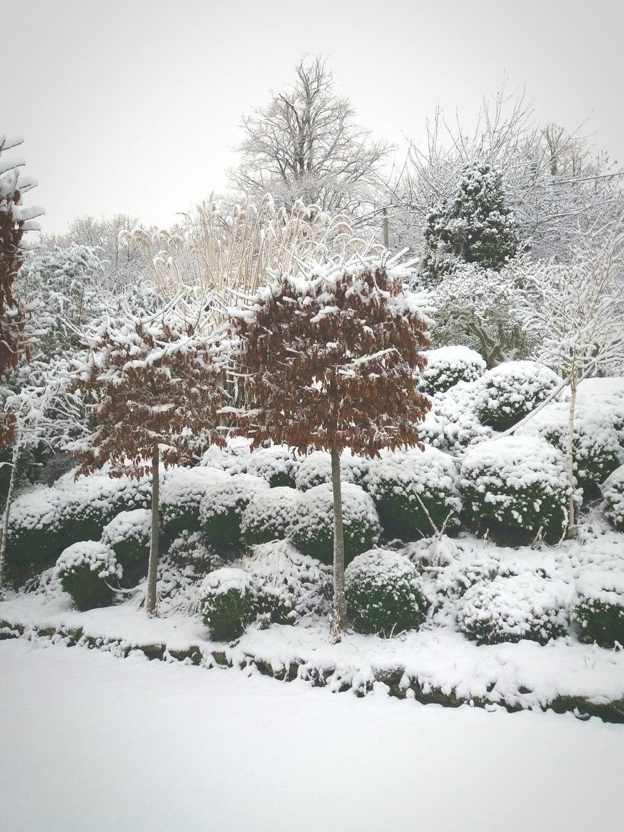 nicolacookeart's tweet image. Hornbeams look great in the snow... a bit of welcome colour..  and the boxballs look cute with their snow hats   #snow #hornbeams #boxballs #winter #garden