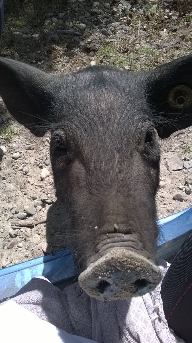 ACapraDiMonti's tweet photo. @NataliaEnMarche @NataliaEnMarche Cochons sauvages #PorcuNeru race #corse. Animal #débonnaire #joyeux #TrèsIntelligent pour obtenir ce qu'il veut #ExtrêmeGourmandise. Sait attendre 3 ou 4 heures du matin pour voler par les bretelles les sacs à dos des randonneurs endormis. #Attachant #MalAimé.... https://t.co/bPjS7jf8P8