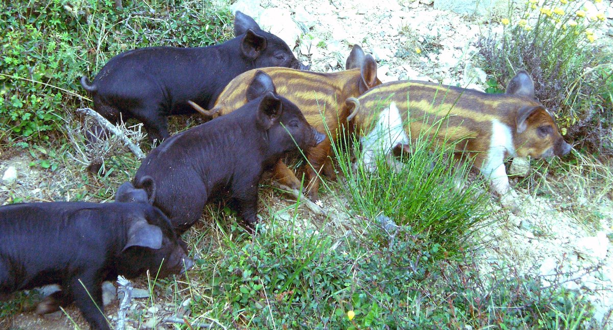 ACapraDiMonti's tweet photo. @NataliaEnMarche @NataliaEnMarche Cochons sauvages #PorcuNeru race #corse. Animal #débonnaire #joyeux #TrèsIntelligent pour obtenir ce qu'il veut #ExtrêmeGourmandise. Sait attendre 3 ou 4 heures du matin pour voler par les bretelles les sacs à dos des randonneurs endormis. #Attachant #MalAimé.... https://t.co/bPjS7jf8P8