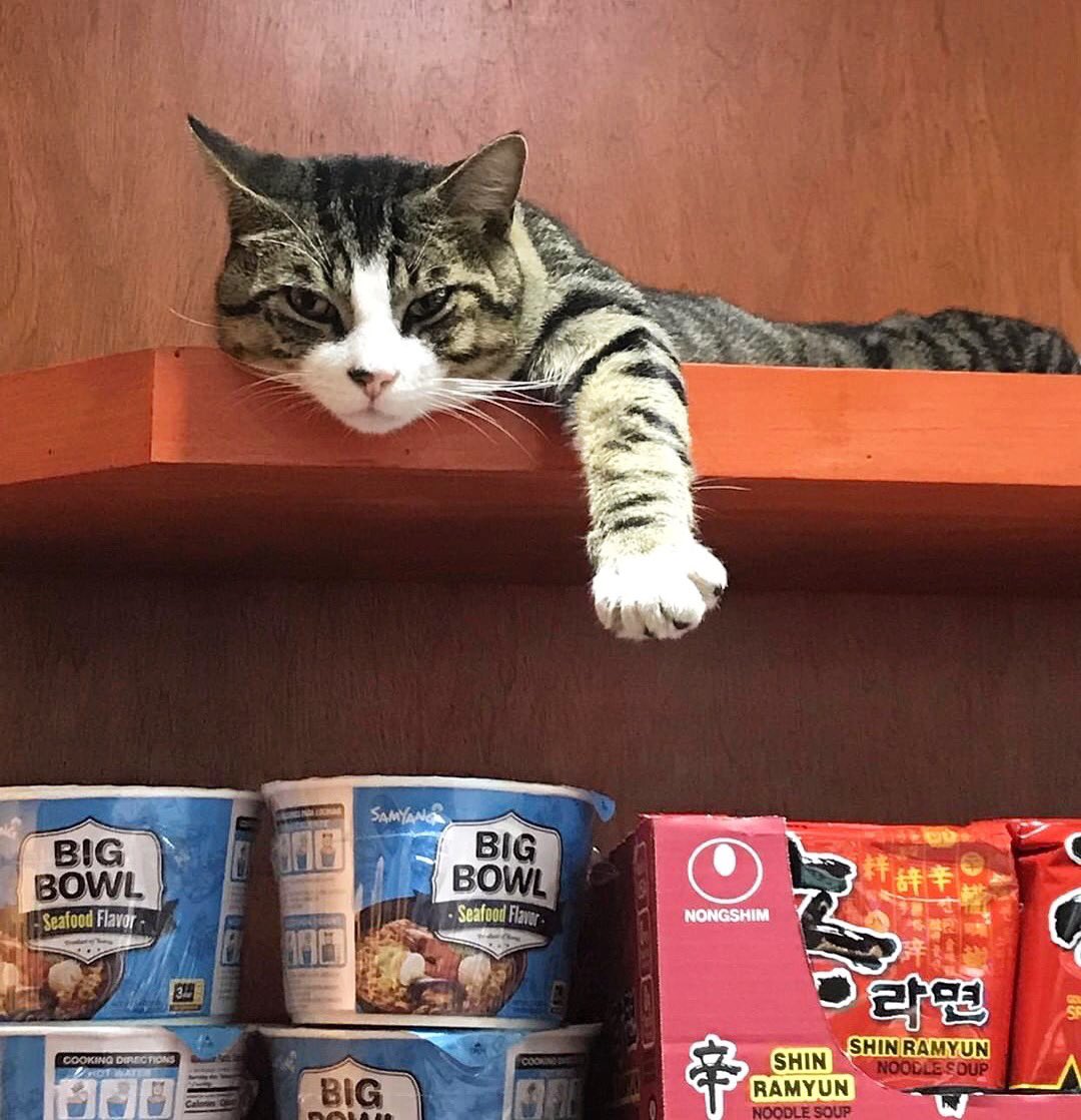 Bodegacats_'s tweet image. 