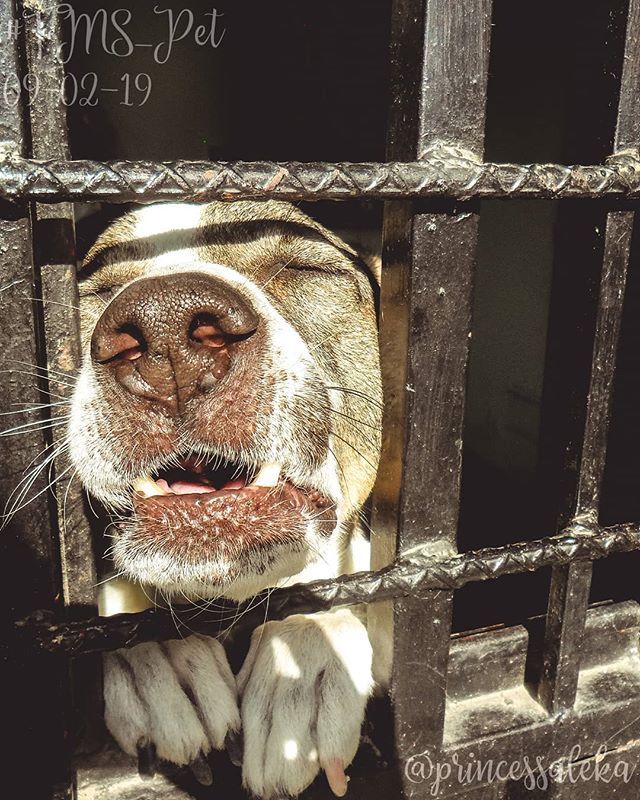 Princess_Aleka's tweet image. [40/365] Día 9. Mascota: Koda. • (Day 9. Pet: Koda.) • • •
#FMSPAD #FMSPhotoADay @fmsphotoaday #FMSPhotoADayFeb #FMS_Pet #PhotoADayChallenge #365DaysOfPhotos #LittleMomentsApp #BFYT #VzlaXLike #Mascota #Perro #Koda #Pet #Dog bit.ly/2Guv2Nv