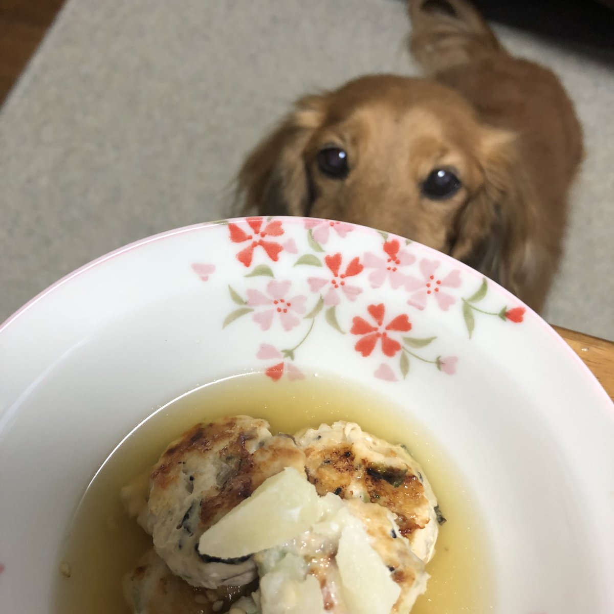 犬のご飯 犬のご飯