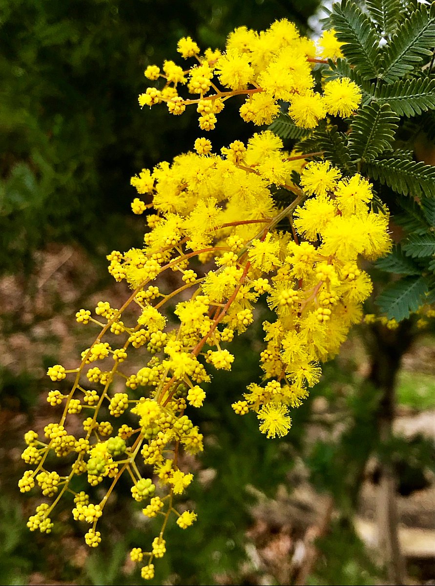 Cloudsailor / 星羅の一日一花 tweet media