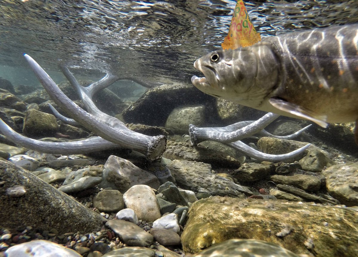 USFWSMtnPrairie's tweet image. Happy 148th birthday to our @USFWSFisheries  program! 148 years of working to conserve, restore, and enhance #fish and aquatic resources for the continuing benefit of the American people. More: bit.ly/2TIGoRT 📸:@USFWS