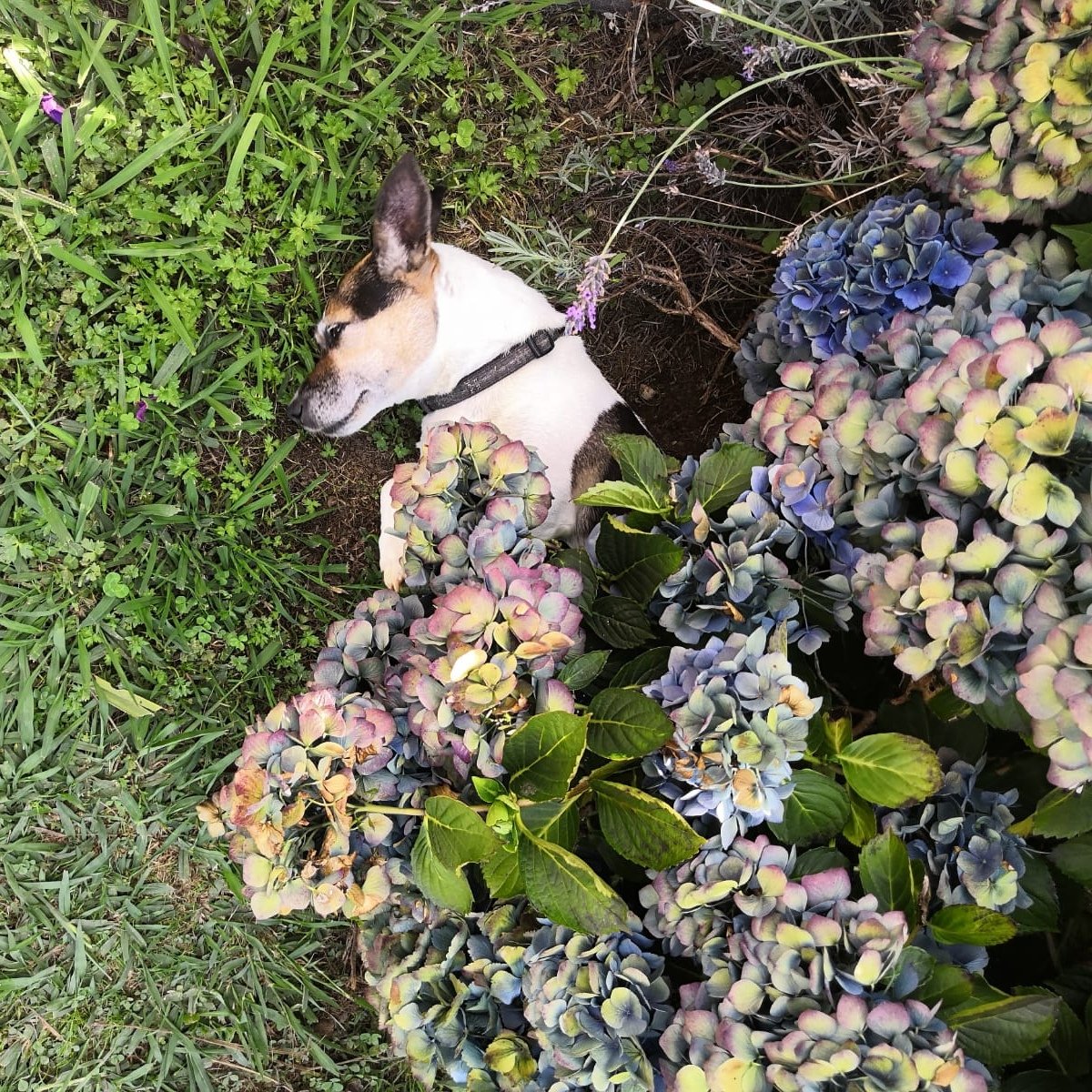 kaaa1r's tweet image. enjoying the summer☀️🐶

#Eight8 #Lotti